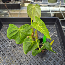 Load image into Gallery viewer, Philodendron Verrucosum Melon, Exact Plant Ships Nationwide
