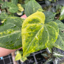 Load image into Gallery viewer, Anthurium Clarinervium Variegated 2.5" pot, Fedex 2day*
