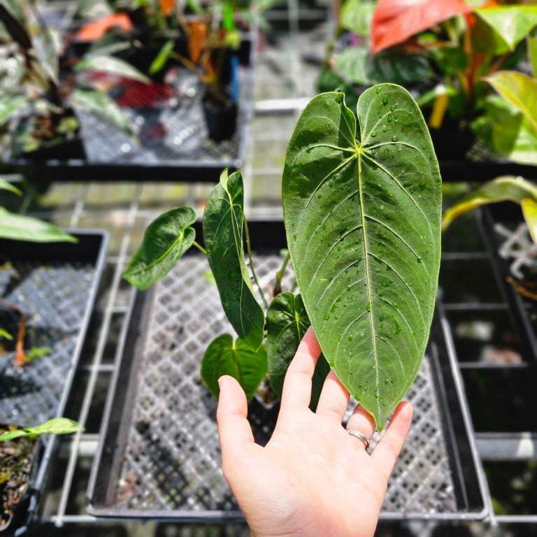 Anthurium Angamarcanum , Exact Plant