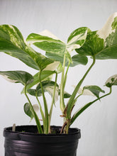 Load image into Gallery viewer, Borsigiana Albo, Exact Plant, 2 plants in 1 pot, variegated Monstera
