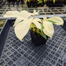 Load image into Gallery viewer, Philodendron Florida Ghost, Exact Plant Ships Nationwide

