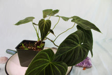 Load image into Gallery viewer, Philodendron Splendid Exact Plant
