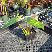 Load image into Gallery viewer, Philodendron Burle Marx, Exact Plant Variegated Ships Nationwide
