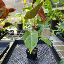 Load image into Gallery viewer, Anthurium Red Beauty, Exact Plant
