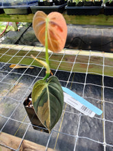 Load image into Gallery viewer, Philodendron Melanochrysum, Exact Plant Variegated Ships Nationwide
