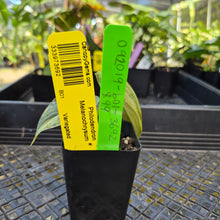 Load image into Gallery viewer, Philodendron Melanochrysum, Exact Plant Variegated Ships Nationwide
