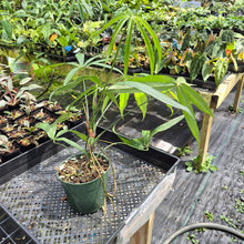 Load image into Gallery viewer, Anthurium Polydactylum exact plant, Fedex 2day*
