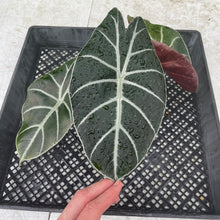 Load image into Gallery viewer, Alocasia Longiloba Grandis x Sanderiana 'Mark Campbell' exact plant, Fedex 2day*
