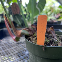 Load image into Gallery viewer, Philodendron Gloriosum, Pink Veined Back, Exact Plant Medium
