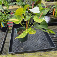 Load image into Gallery viewer, Anthurium Andraeanum White Heart, Exact Plant Variegated Ships Nationwide
