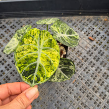 Load image into Gallery viewer, Alocasia Ninja Tricolor Splash, Black Velvet Variegated exact plant, Fedex 2day*
