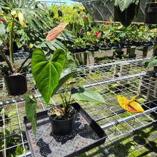 Load image into Gallery viewer, Anthurium Andraeanum Starlight Splash, Speckled exact plant, Fedex 2day*
