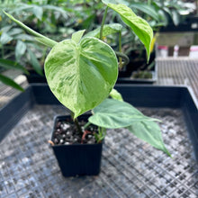 Load image into Gallery viewer, Philodendron Hederaceum, Heart Leaf, Exact Plant Variegated Ships Nationwide
