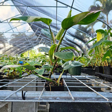 Load image into Gallery viewer, Philodendron White Princess, Exact Plant Variegated Ships Nationwide
