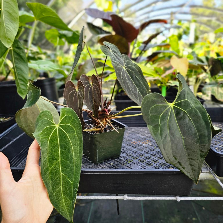 や*こ様 Anthurium「FS × RVDP」× Ace of Spades 草*棚様 Anthurium「FS × RVDP」× Ace of Spades - メルカリ