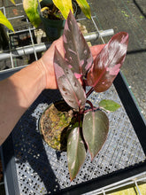Load image into Gallery viewer, Philodendron Pink Princess Galaxy, Exact Plant Variegated
