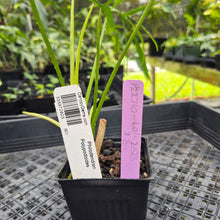 Load image into Gallery viewer, Philodendron Polypodoides, Exact Plant Ships Nationwide
