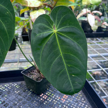 Load image into Gallery viewer, Anthurium Angamarcanum , Exact Plant
