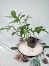 Load image into Gallery viewer, Glad Hands&#39;, Exact Plant, Philodendron Quercifolium x Pedatum, ships nationwide
