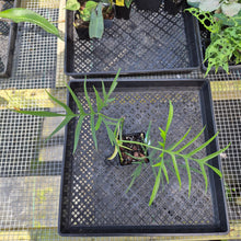Load image into Gallery viewer, Philodendron Polypodoides, Exact Plant Ships Nationwide
