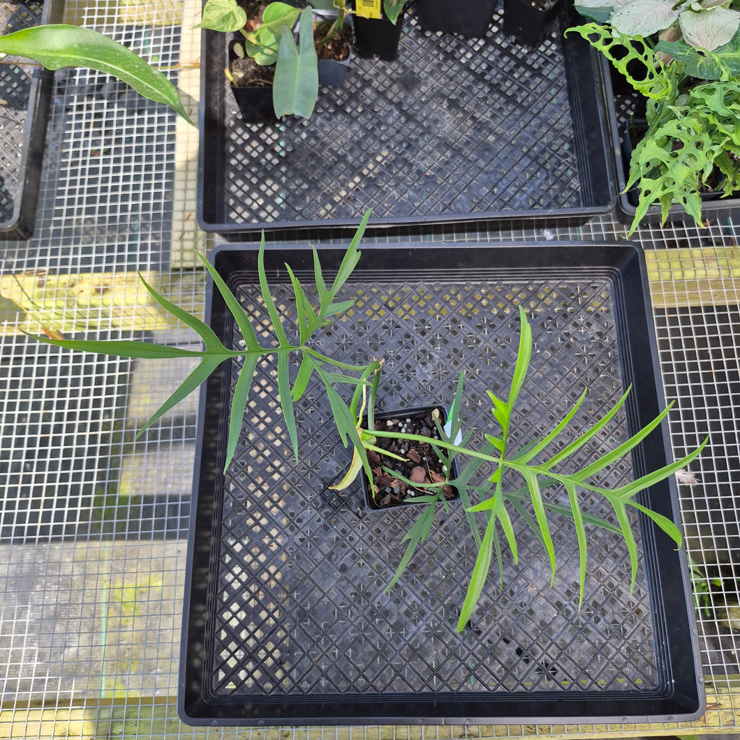 Philodendron Polypodoides, Exact Plant Ships Nationwide