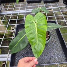Load image into Gallery viewer, Philodendron Cordatum Kunth exact plant, Fedex 2day*
