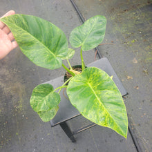 Load image into Gallery viewer, Philodendron Giganteum, Exact Plant Variegated Ships Nationwide

