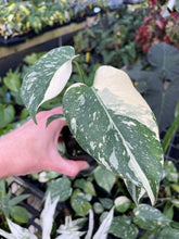 Load image into Gallery viewer, Monstera Deliciosa Creme Brulee variegated 2.5" pot, Fedex 2day*
