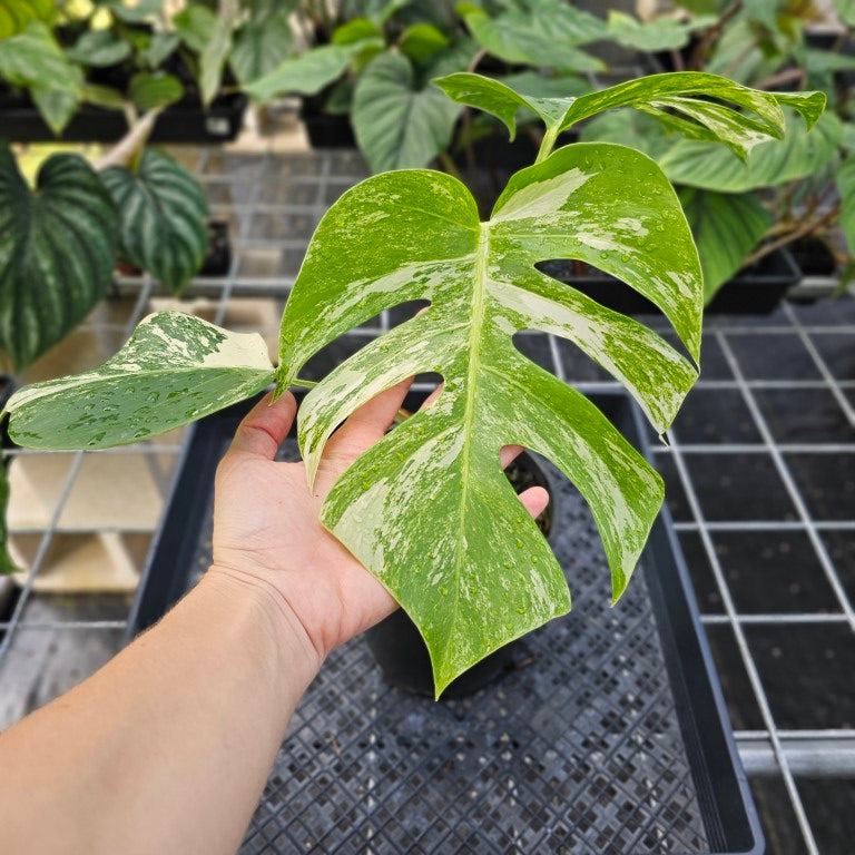 Monstera Borsigiana Albo Deliciosa, Exact Plant Variegated Ships Nationwide