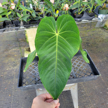 Load image into Gallery viewer, Anthurium Angamarcanum , Exact Plant Ships Nationwide
