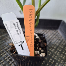 Load image into Gallery viewer, Philodendron Spiritus Sancti exact plant, Fedex 2day*
