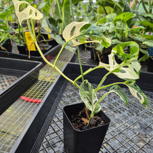 Load image into Gallery viewer, Monstera Adansonii Laniata Albo, Exact Plant Variegated Ships Nationwide
