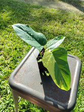 Load image into Gallery viewer, Philodendron Bipennifolium, Exact Plant Variegated Ships Nationwide

