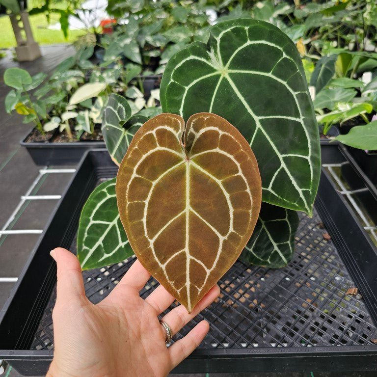 Anthurium Besseae AFF x Forgettii White Stripe, Exact Plant