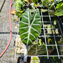 Load image into Gallery viewer, Alocasia Grandis, Exact Plant
