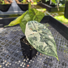 Load image into Gallery viewer, Alocasia Baginda Dragon Scale Albo Aurea Bicolor , Exact Plant Ships Nationwide
