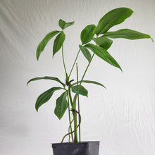 Load image into Gallery viewer, Anthurium Clavigerum , Exact Plant Ships Nationwide
