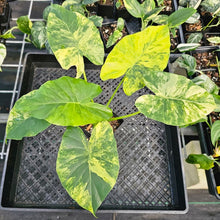 Load image into Gallery viewer, Alocasia Gageana Aurea, Exact Plant Variegated Ships Nationwide
