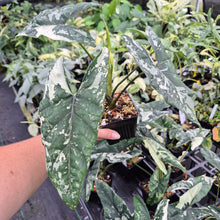 Load image into Gallery viewer, Alocasia Simpo Albo variegated 4" pot, Fedex 2day*

