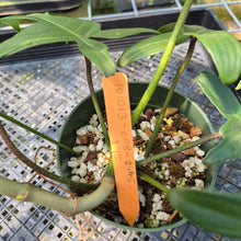 Load image into Gallery viewer, Philodendron Florida Ghost exact plant, Fedex 2day*
