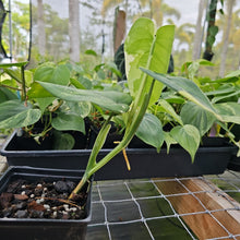 Load image into Gallery viewer, Syngonium Chiapense, Exact Plant Variegated Ships Nationwide
