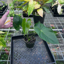 Load image into Gallery viewer, Anthurium Peppermint Splash, Shibori AFF, speckled , Exact Plant
