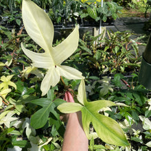 Load image into Gallery viewer, Philodendron Florida Ghost 4" pot, Fedex 2day*
