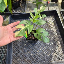 Load image into Gallery viewer, Rhaphidophora Tetrasperma Albo, Exact Plant Variegated Ships Nationwide
