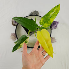 Load image into Gallery viewer, Philodendron Domesticum, Exact Plant Variegated Ships Nationwide
