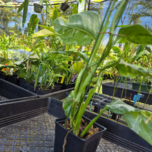 Load image into Gallery viewer, Monstera Lechleriana , Exact Plant Variegated Ships Nationwide
