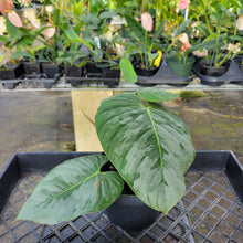 Load image into Gallery viewer, Philodendron Sodiroi True Form, Exact Plant Ships Nationwide
