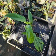 Load image into Gallery viewer, Philodendron Panduriforme, Exact Plant Ships Nationwide
