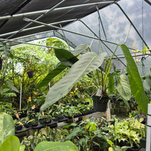 Load image into Gallery viewer, Anthurium Spectabile Wide Form exact plant, Fedex 2day*
