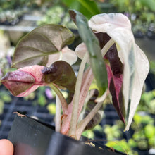 Load image into Gallery viewer, Alocasia Heart Balloon pink variegated 2.5" pot, Fedex 2day*
